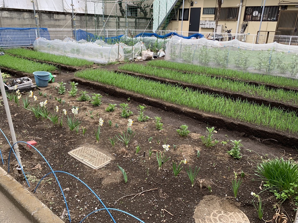 garden.jpg
