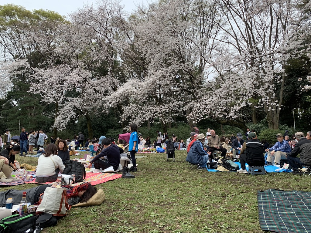 hanami.jpg